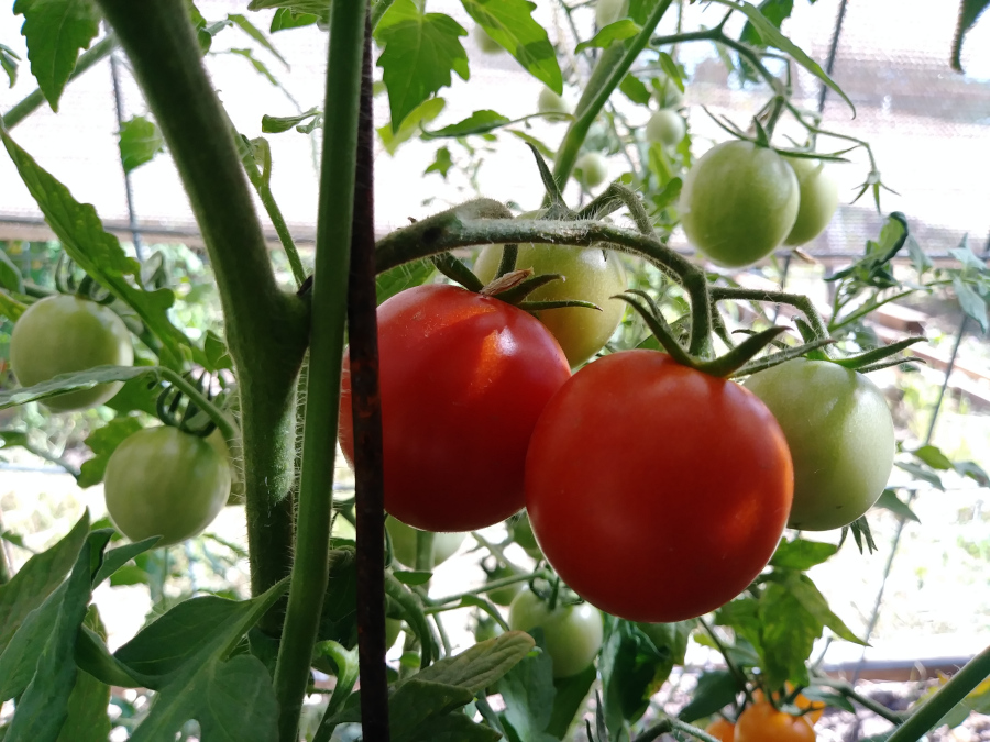 Emily's Secret Cherry tomato Emily's Secret Cherry tomato