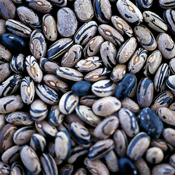 Peregion Bean Peregion Bean