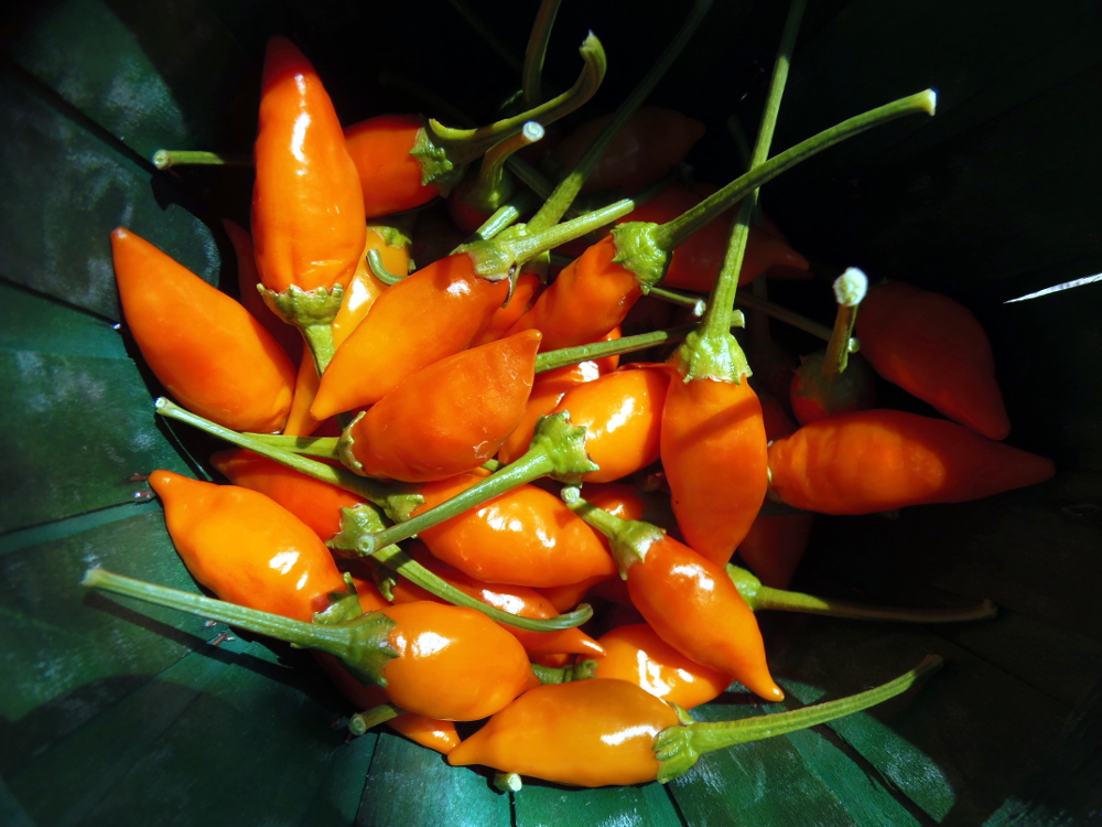 Tabasco pepper Tabasco pepper